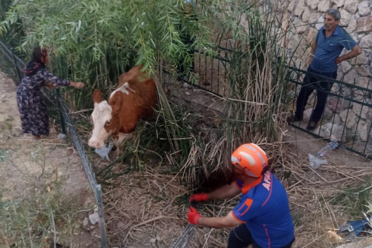 Adıyaman'da AFAD ekipleri ineği dereden kurtardı!