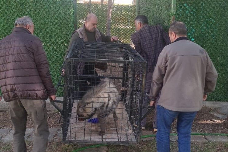 Adıyaman'daki çizgili sırtlan Şanlıurfa'da rehabilite edilecek