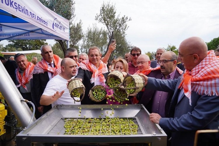 Ayvalık'ta Hasat Festivali'nde zeytinyağı sıkım keyfi