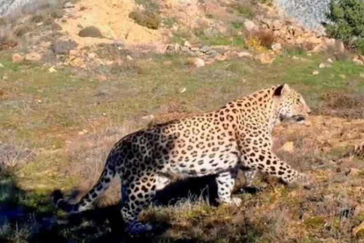 Bakan Kirişci'den 'Anadolu Leoparı' paylaşımı