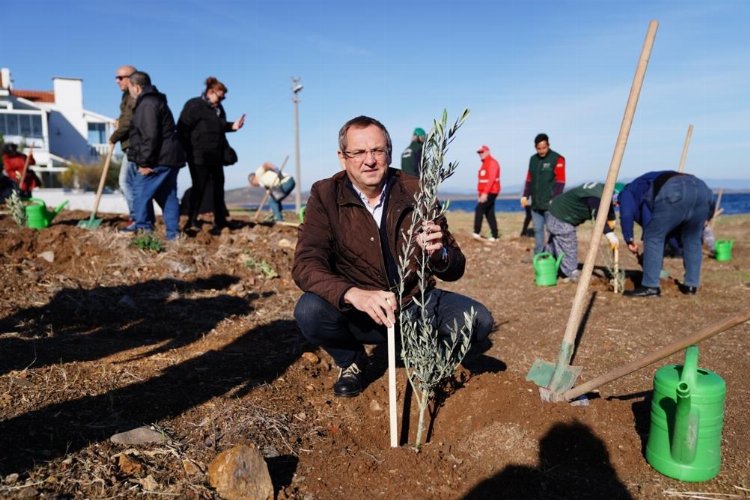 Balıkesir Ayvalık'ta 'Mübadele Zeytinliği'ne ilk fidanlar