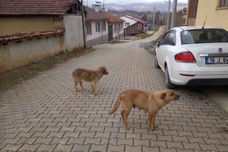 Bilecik’te evcil hayvan sahipleri uyarıldı