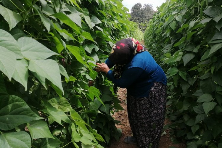 Bilecik'te 'Pazaryeri Boncuk Fasulyesi'nde buruk hasat