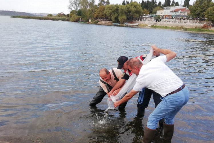 Bursa’da 4 milyona yakın sazan yavrusu göletlere bırakıldı