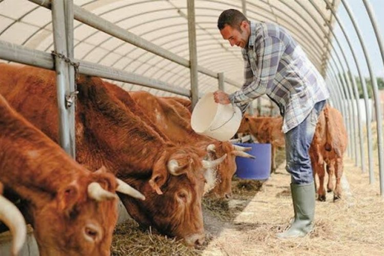 Bursa'da hayvancılık ne durumda? Ot yoksa ucuz et yok