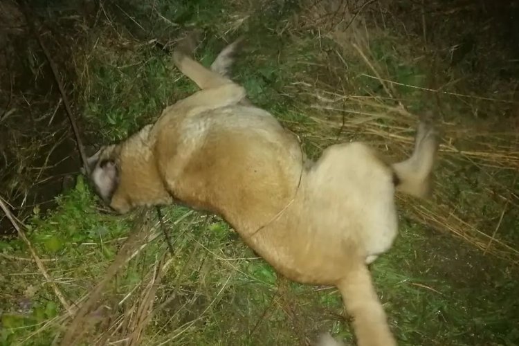 Bursa Mudanya'da zehirlenen 9 köpek telef oldu