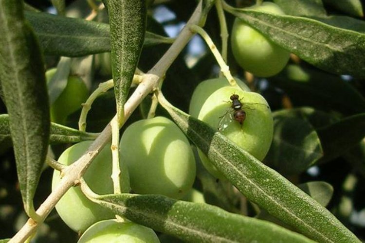 Bursa Mudanya'da zeytin sineği ile mücadele uyarısı