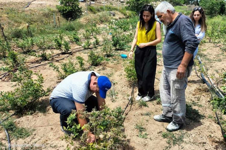 Bursa'nın dağ ilçelerindeki bahçelerden şüpheli numuneler alındı