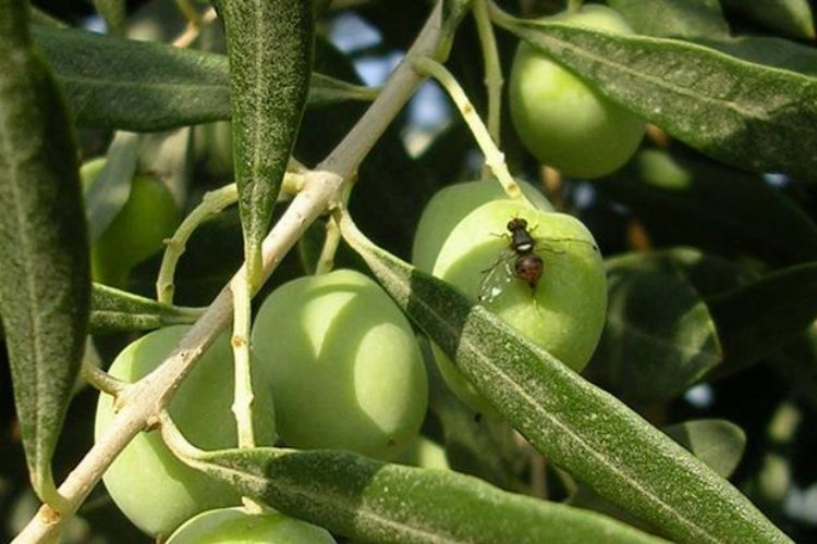 Bursa'nın iki ilçesinde daha zeytin sineği ile mücadele başladı