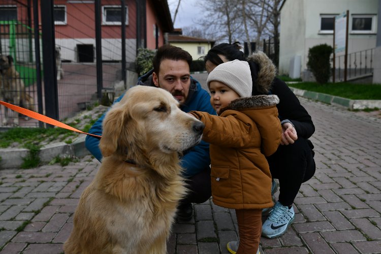 Bursa Osmangazi'de 78 can dost sıcak yuvaya kavuşturuldu