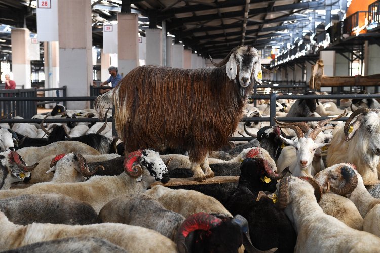 Bursa Osmangazi’de kurban kesim noktaları belli oldu