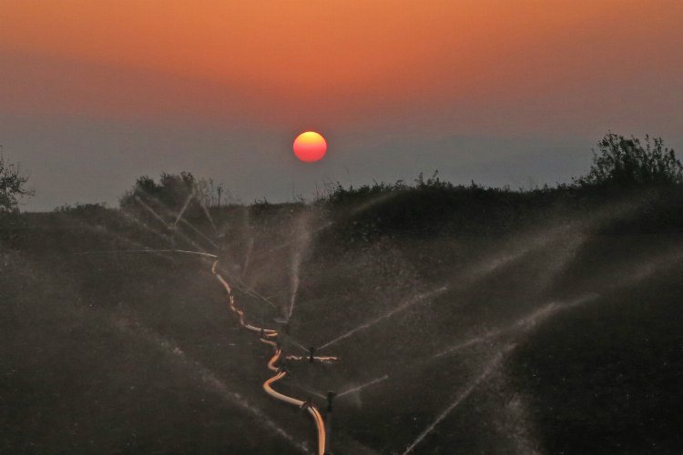 Bursa Yenişehir Ovası'nda kuraklık tehlikesi