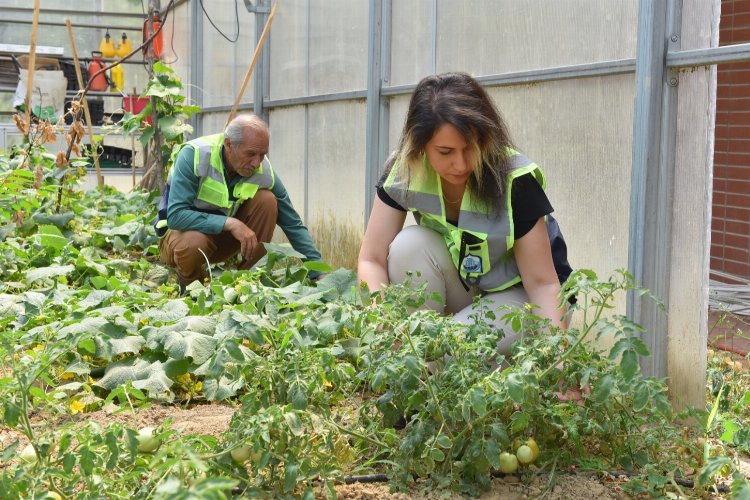 Bursa Yıldırım'da özel anneler ilk hasadı yaptı