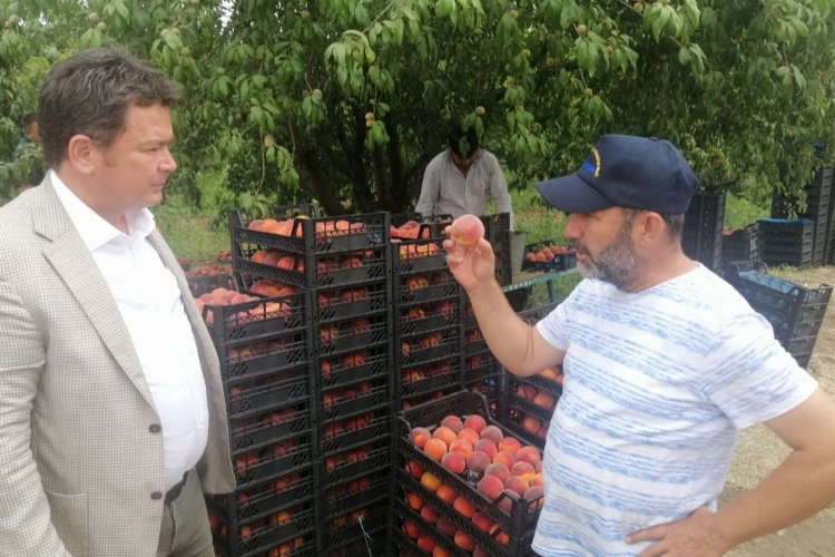 CHPli Aydın: Böyle giderse şeftali üreticisi kalmayacak