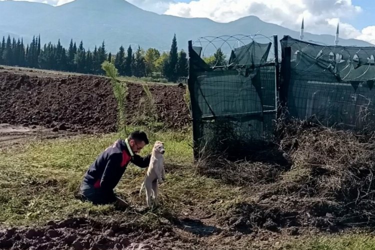 Çukura düşen yavru köpeği A Takımı kurtardı