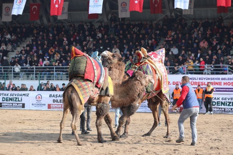 Deve güreşleri nefes kesecek