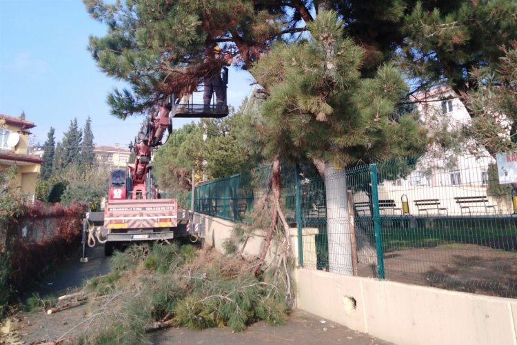 Dilovası'nda ağaçlara bakım