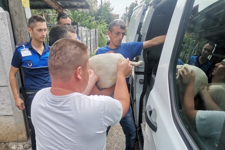 Düzce'de yasaklı ırk köpek yetiştirenlere operasyon