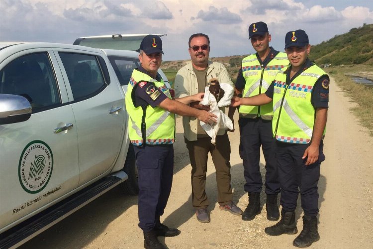 Edirne'de yaralı kartala Jandarma şefkati