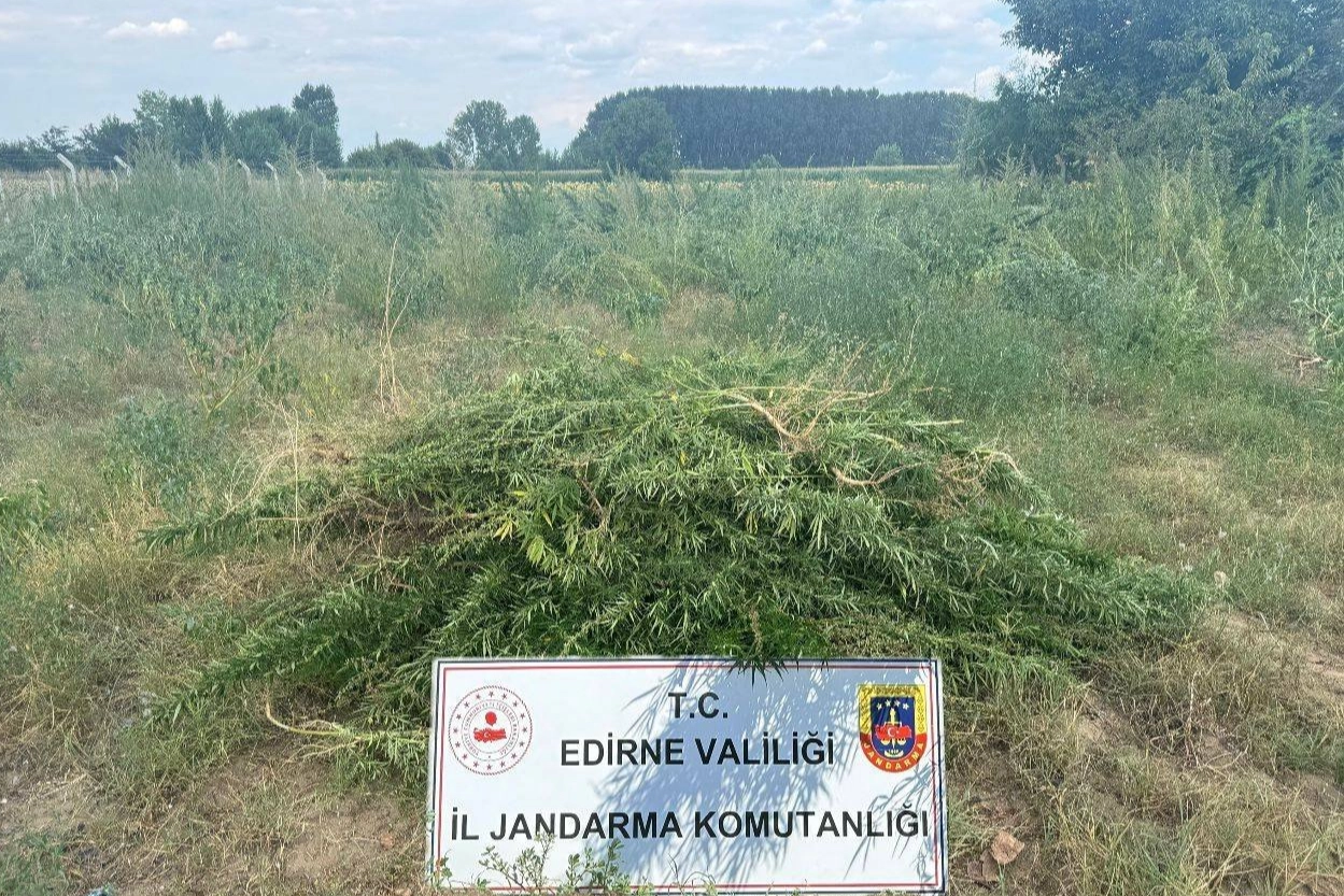 Edirne Keşan'da 3 bin kenevir bitkisine imha