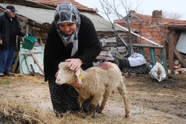 Eskişehir Büyükşehir'den üreticiye küçükbaş desteği