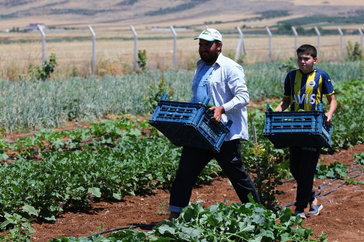 Gaziantep'te fidelerden ilk mahsuller alındı