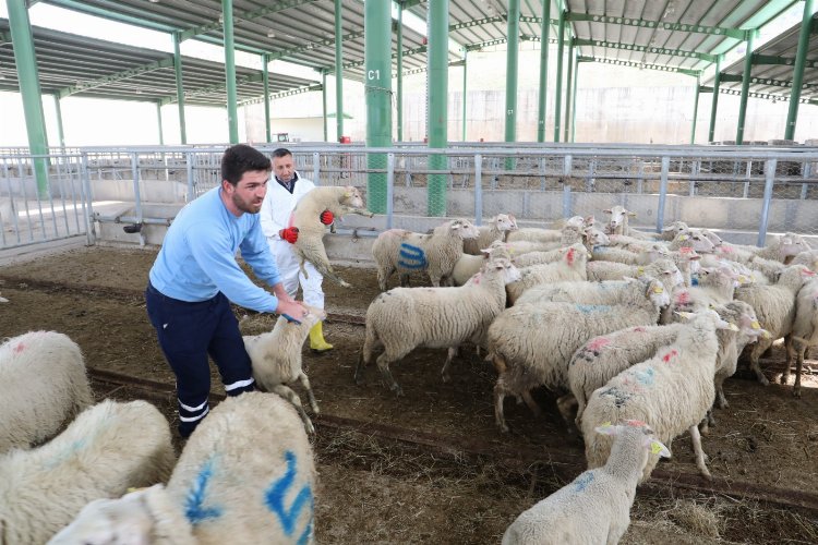 Hayvansal Üretim'de büyükbaş azaldı, küçükbaş arttı