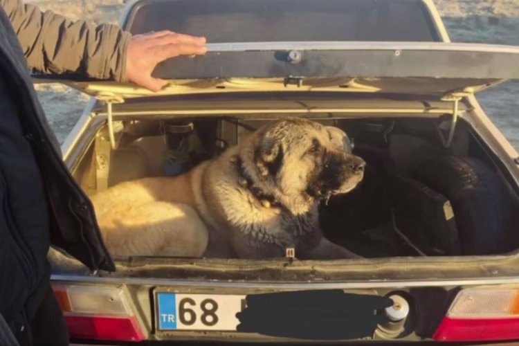 İçişleri'nden köpek dövüşüne şok baskın!