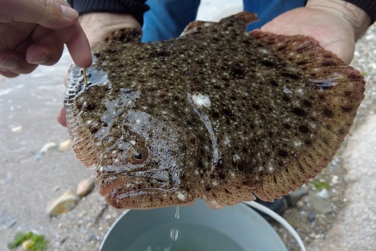 İki yıl önce 150 gram olarak salınmıştı... 1 kilo olarak ağlara takıldı!