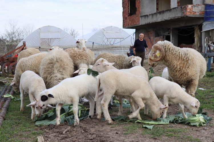 İzmit'te hibe hayvanlar yavrulamaya başladı