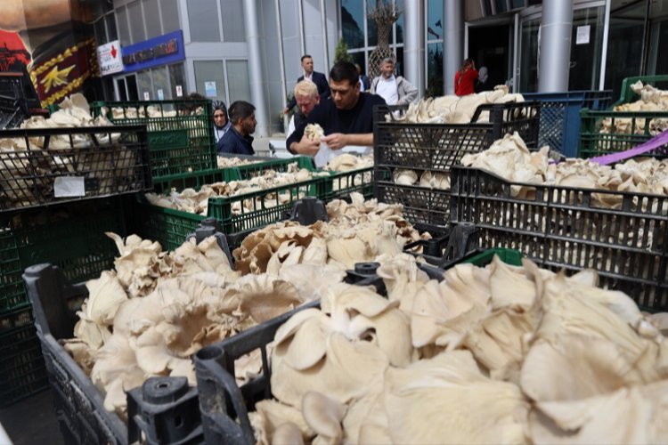 İzmit'te vatandaşlara istiridye mantarı dağıtıldı