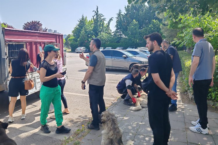 İzmit'teki saldırgan köpeklere ortak müdahale