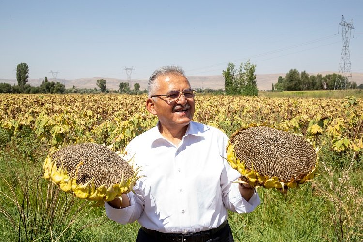 Kayseri Büyükşehir'den ay çekirdeği kurutma sahası