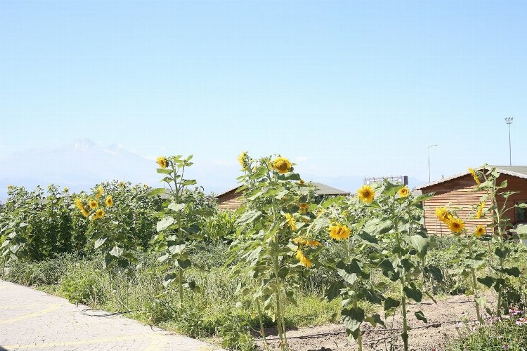 Kayseri Büyükşehir doğal pazar açıyor