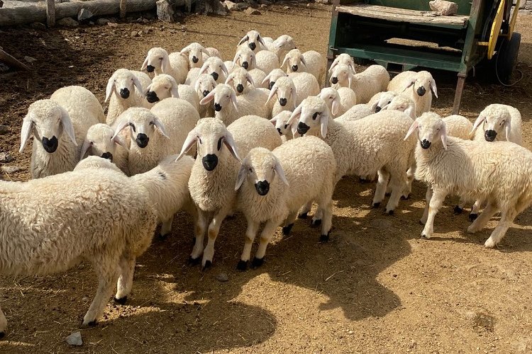 Kayseri'de meralar şenlendi