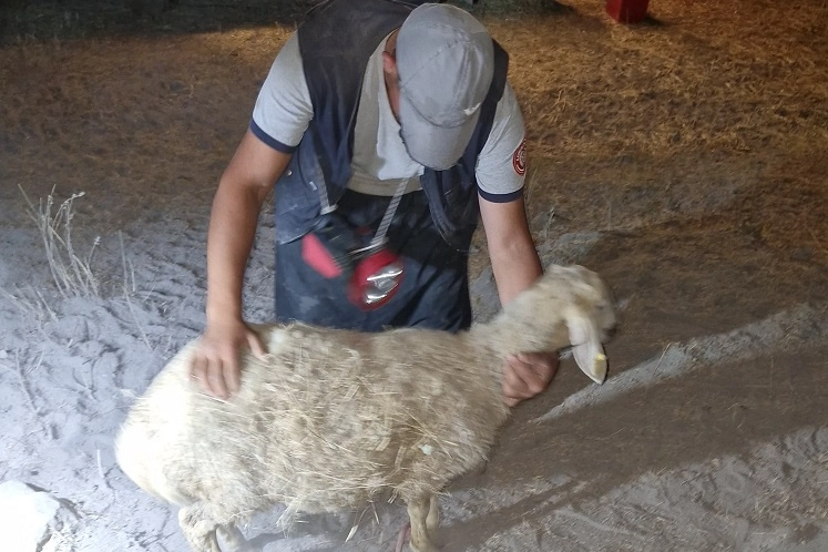 Kayseri İtfaiyesi'nden gece yarısı koyun operasyonu