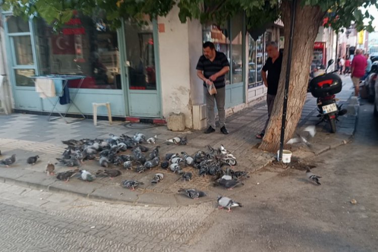 Keşan'da hayvansever esnaf her gün güvercinleri besliyor