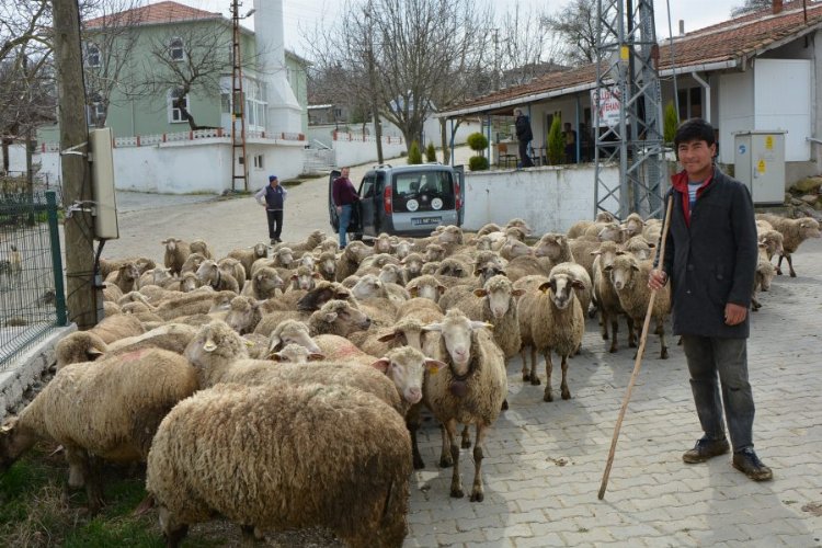 Keşan ve çevresinde yabancı çobanlar revaçta!