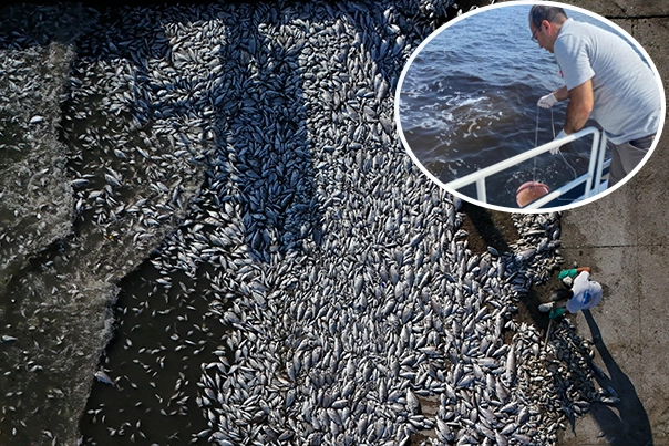 Kirli suları İzmir Körfezi'ne deşarj etmişler! Balık ölümleri sürüyor!