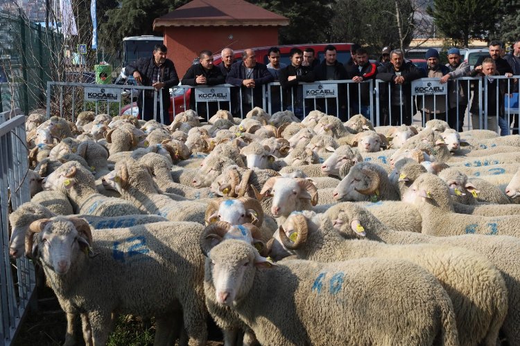 Kocaeli'den damızlık koçlarda 2. etap dağıtım... 500 koç, 150 teke verilecek