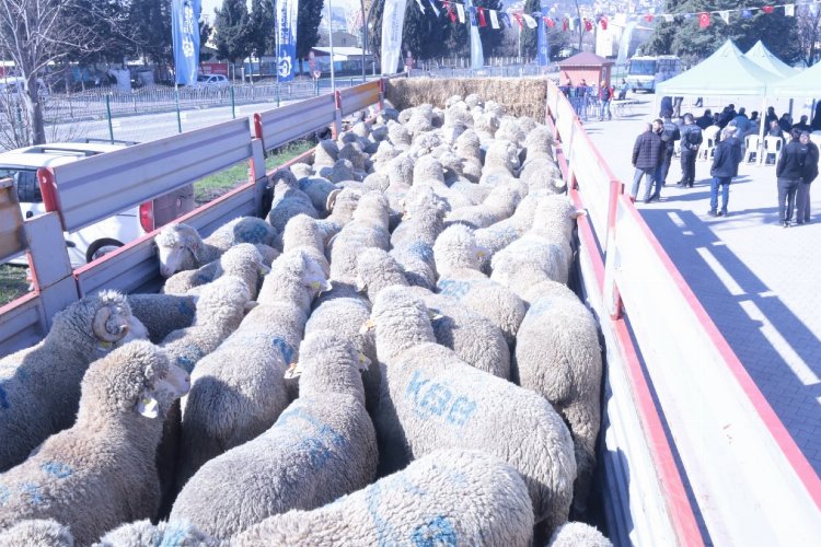 Kocaeli'den üreticiye koç ve teke desteği