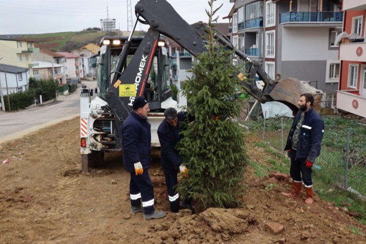 Kocaeli İzmit'te ağaçlandırma çalışması