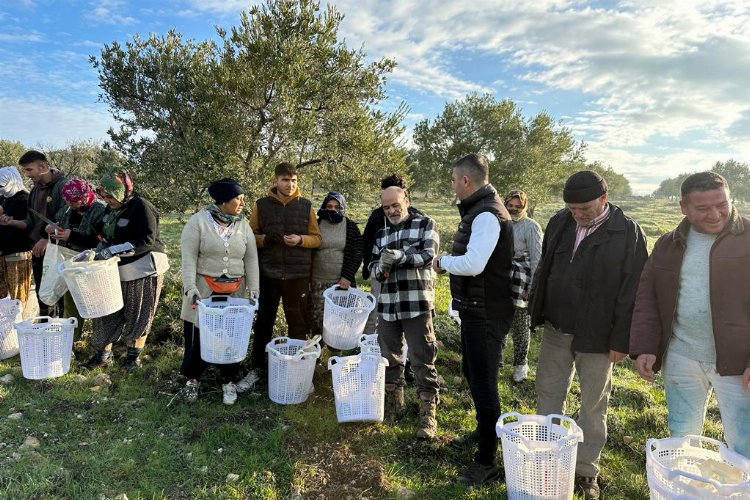 Manisa Akhisar'da zeytin üreticisine koruyucu malzeme