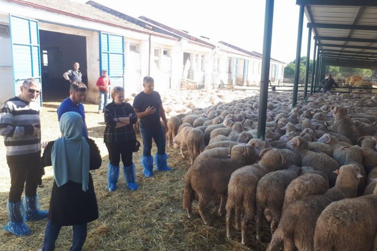 Manisa'da 500 damızlık koç desteği hazırlığı