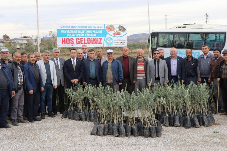 Manisa'da 72 bin 700 zeytin fidanı dağıtılacak