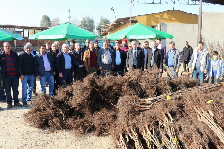 Manisa'da üreticilere Büyükşehir'den meyve fidanı katkısı