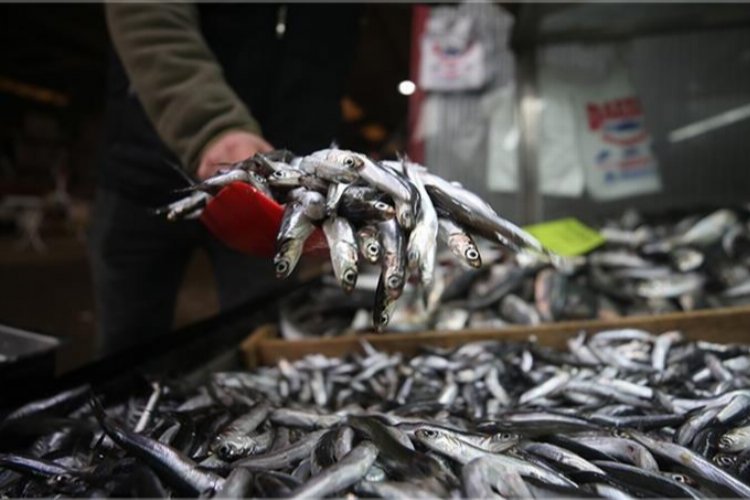 Marmara'da hamsi avcılığı 15 Nisan'a kadar durduruldu!