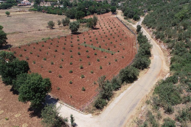 Muğla’da 230 bine yakın ağaç toprakla buluştu