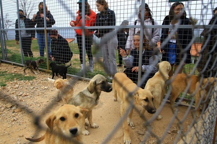 Muğla'da Geçici Hayvan Bakımevi’ne ziyaretçi akını