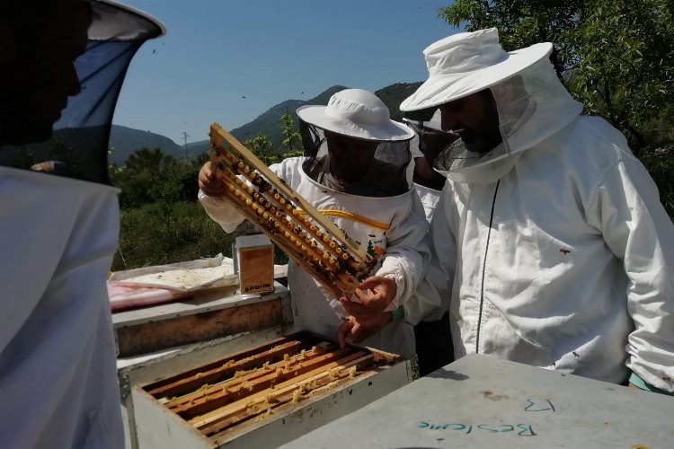 Muğla'da GEKA arıcılık sektörüne yön veriyor